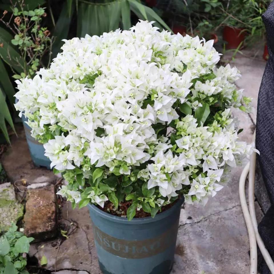 三角梅的徒长枝和开花枝,新栽的三角梅几天能发芽长出新枝