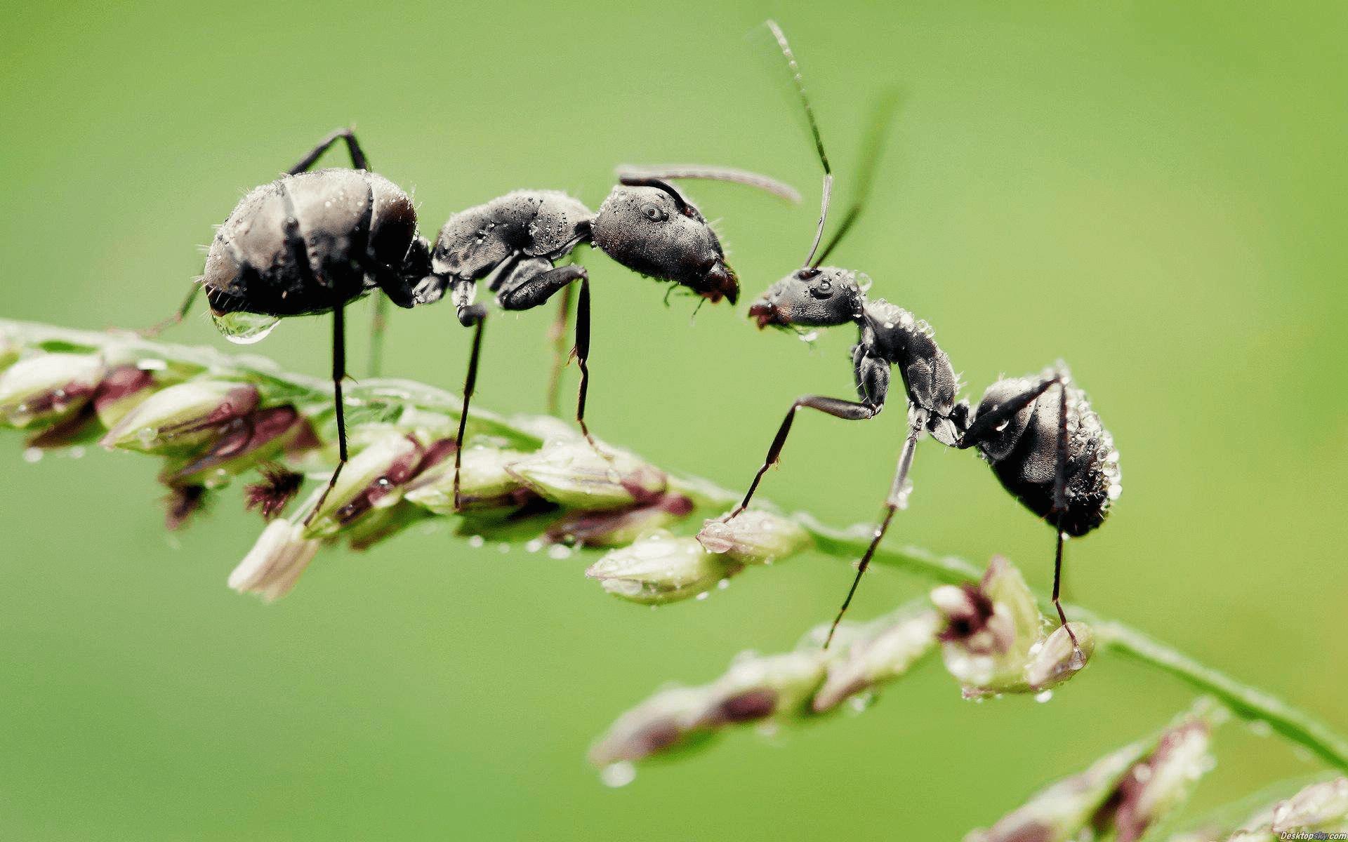 微信“拍一拍”与QQ“戳一戳”截然不同，有何内涵？