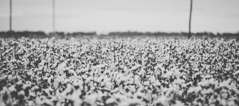 澳大利亚棉花滞销,澳大利亚棉花好不好