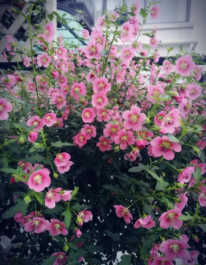 春天养玛格丽特菊花,春天养一盆草花