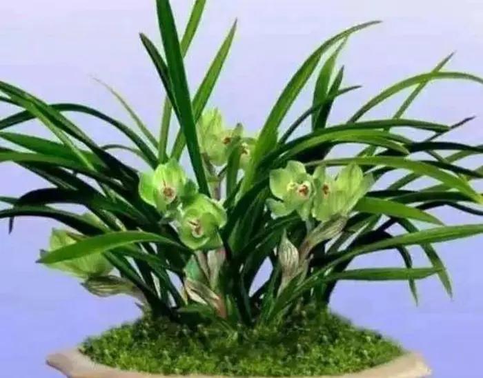 什么花怕阳光晒,什么花不怕阳光晒又不怕凉