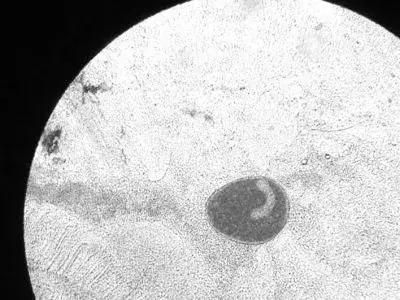 金鱼白点病的小瓜虫是哪里来的,观赏鱼用小瓜虫白点病特效药