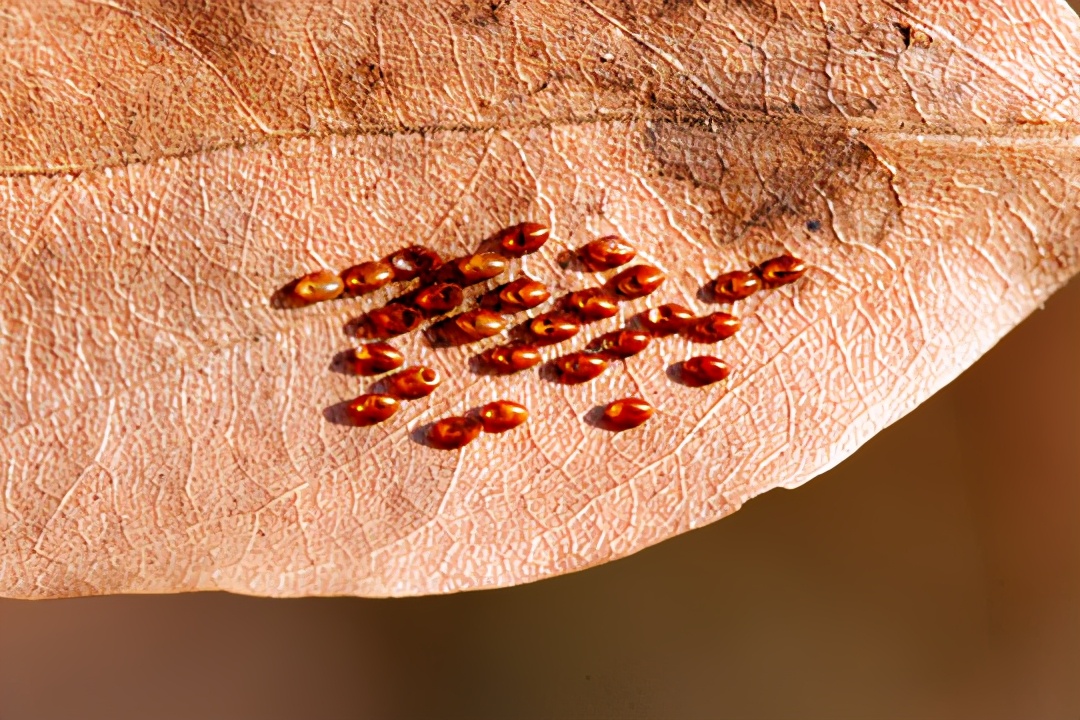 30年前人身上长虱子,为什么以前人长虱子现在没有虱子