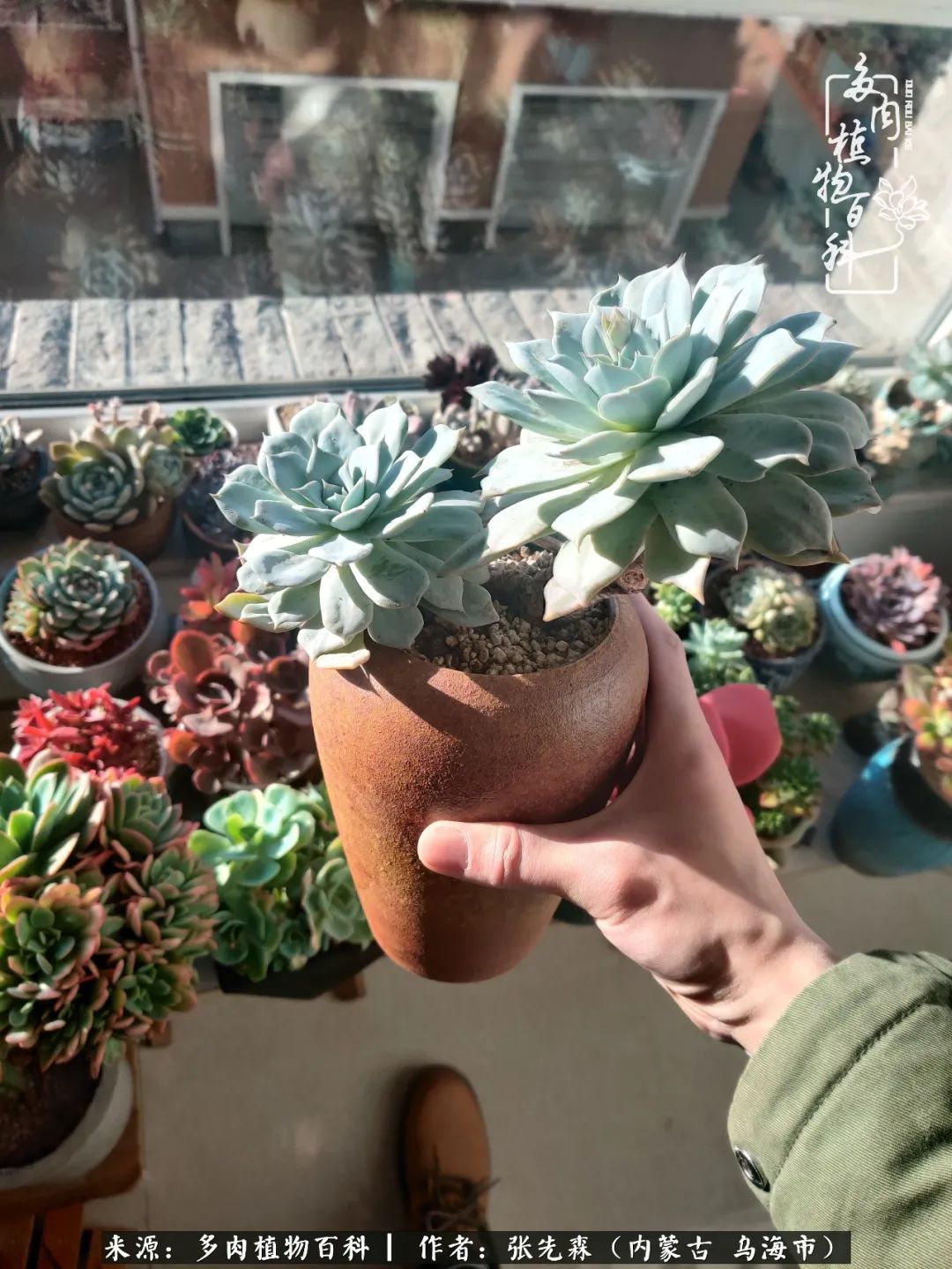 吸取教训，不断探索，英语老师的多肉碎碎念