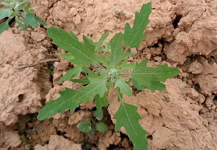 上山挖的野菜又美味又营养,大山里美味的野菜野生药材