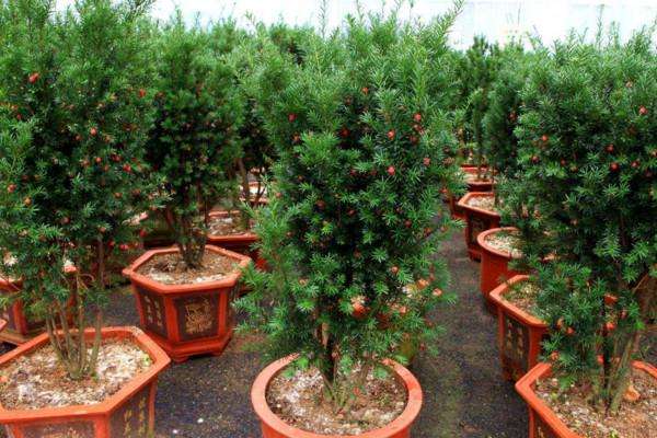 红豆杉最适合的地区,红豆杉树为什么那么珍贵