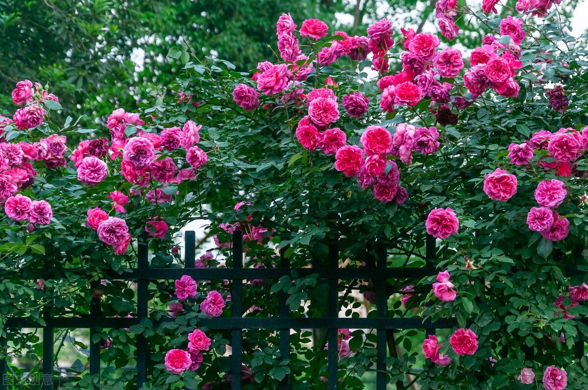 伊芙伯爵藤本月季的优缺点,艾拉绒球藤本月季优缺点