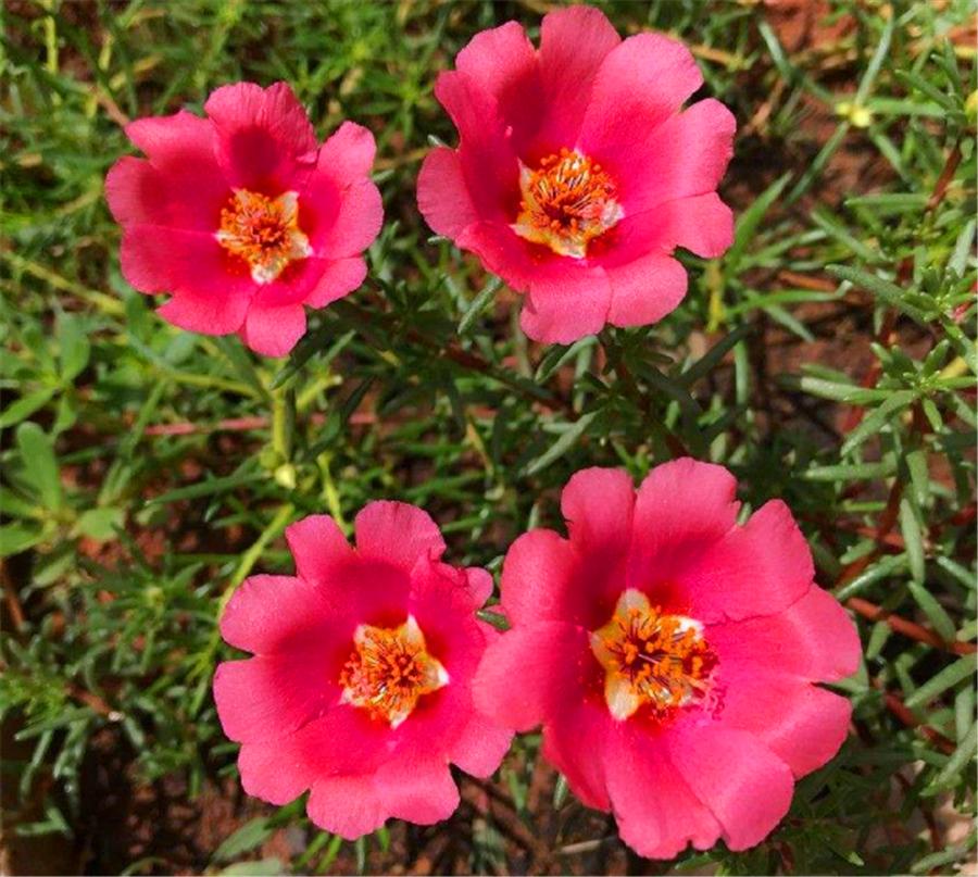 太阳花的叶子变红怎么回事,太阳花枝干发红还能开花吗