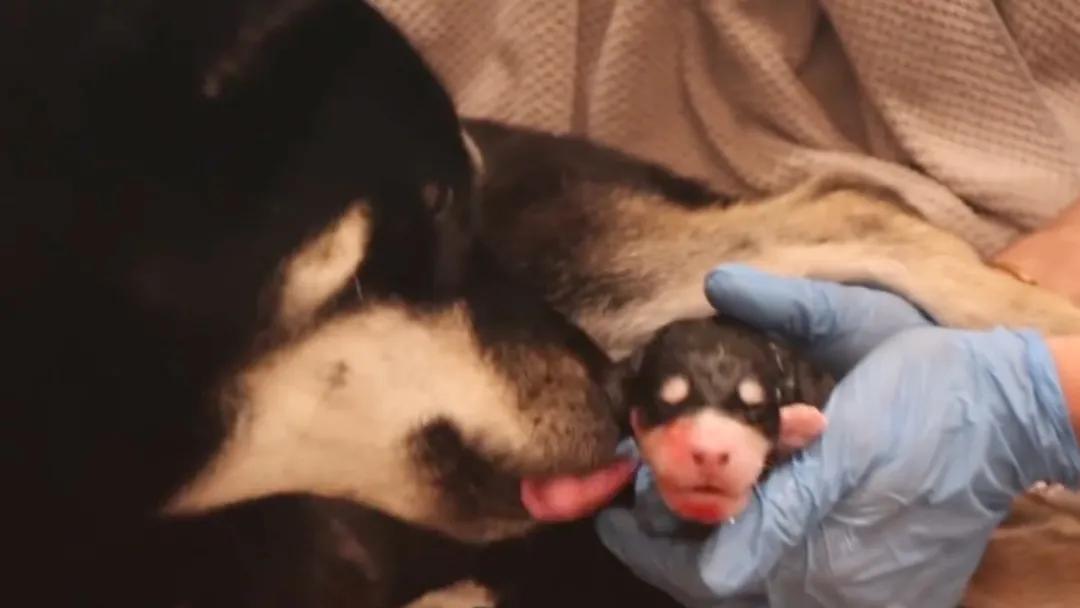 如何在家给狗狗测血糖,如何在家给狗狗接生