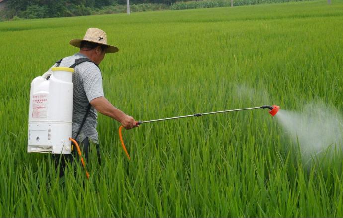 水稻白穗病原因,水稻有白穗病怎么办