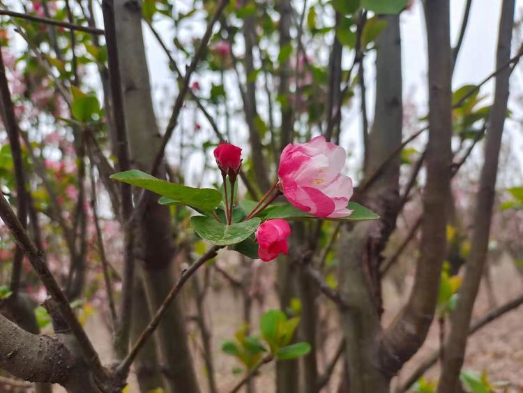 解决问题的策略教学反思,面对成长中的问题教学反思