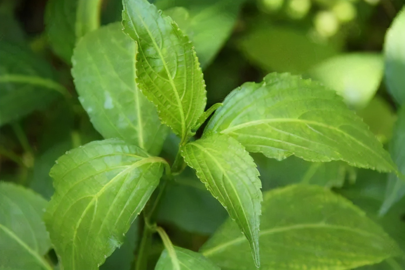 天然染色剂衣服,天然蓝染系列介绍