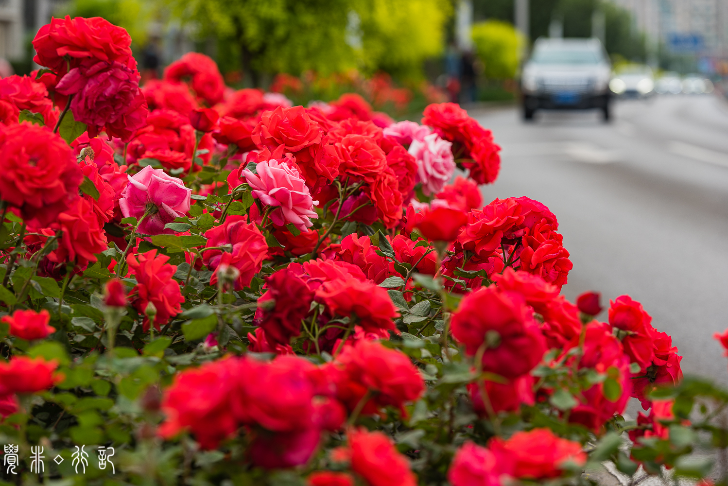 月季花中国特有品种,从中国运到欧洲的四种月季