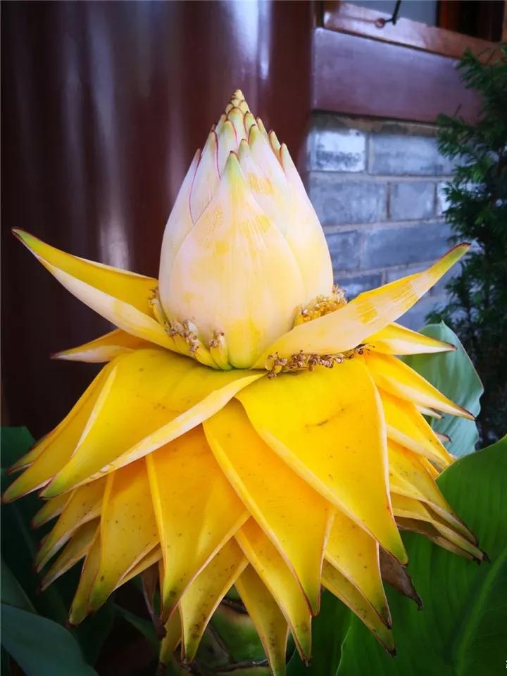 什么花放在家里最好看最实用,放家里风水好又好养的花有哪些