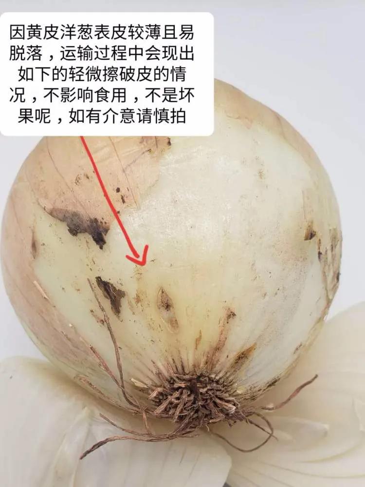 “太大了，立马下锅！”元谋出口级黄皮洋葱已到货，25万吨滞销洋葱等你来拼单！