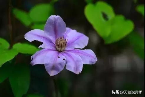 天气回暖，春雨滋润，致命的铁线莲病虫害也来了！