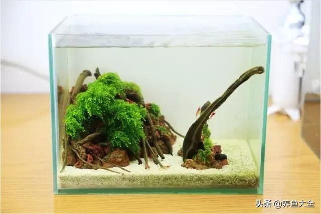 虾爆缸怎么办,极火虾怎么快速爆缸