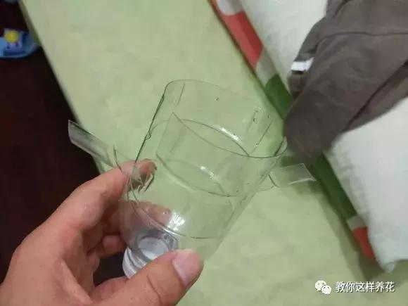 塑料瓶扔了就是扔钱！用来养花就是宝贝，看到了快捡！