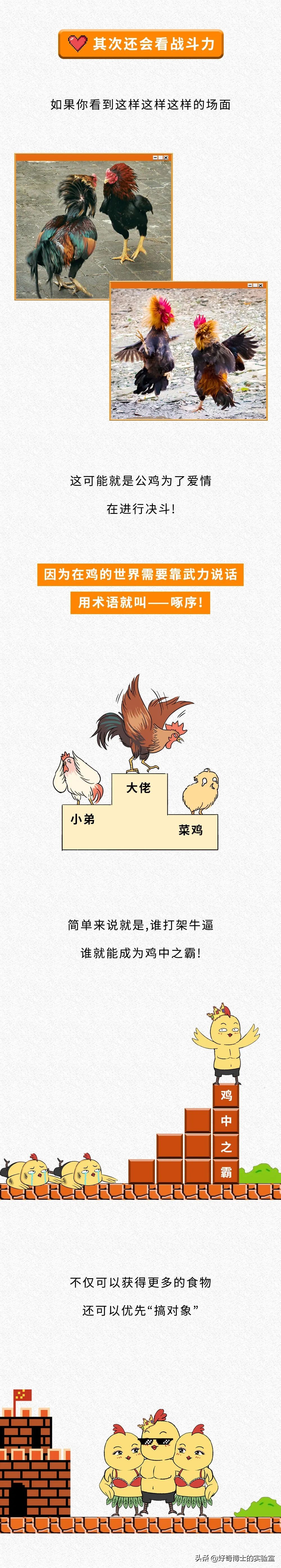 一只鸡难倒一群狗,一只鸡能有什么坏心思