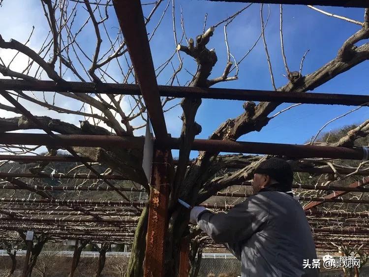 最美紫藤花动态,紫藤几年修剪一次怎么修剪的