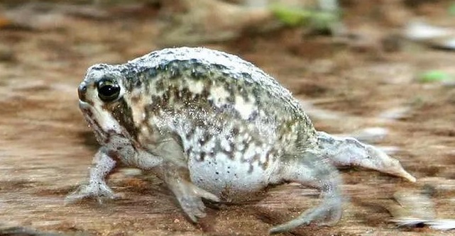 馒头蛙蝌蚪,馒头蛙蝌蚪形态