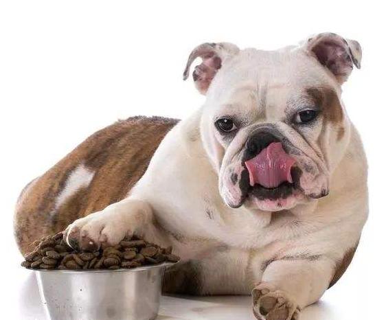 法国斗牛犬为什么臭,斗牛犬拉屎臭不臭