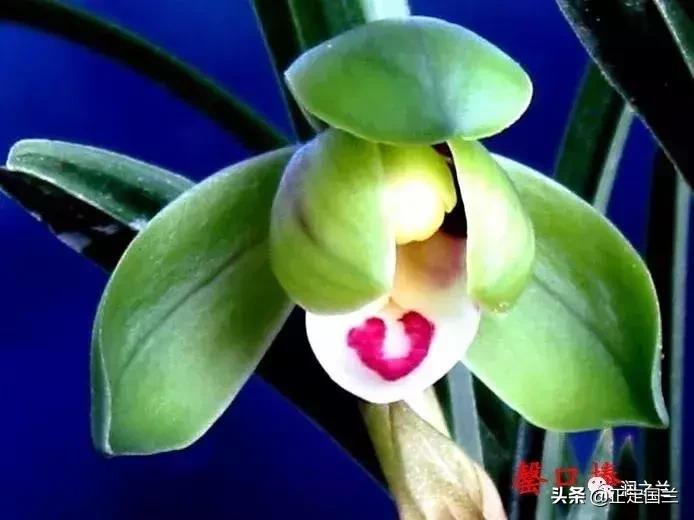 兰花知识大全100种,兰花鉴赏术语100条