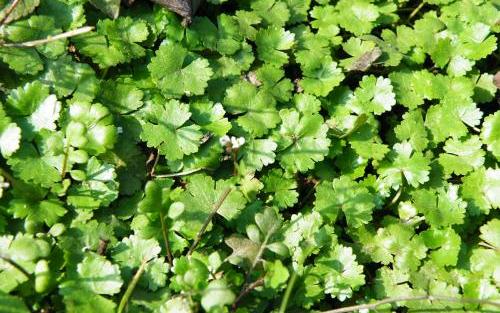 整合——28种青草药,赶快收藏备用!