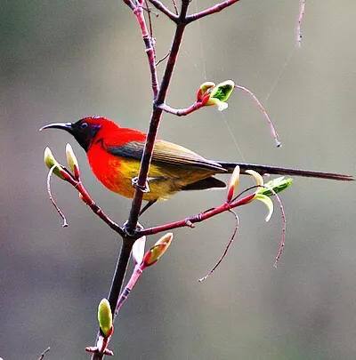 蜂鸟与太阳鸟区别,太阳鸟就是蜂鸟吗