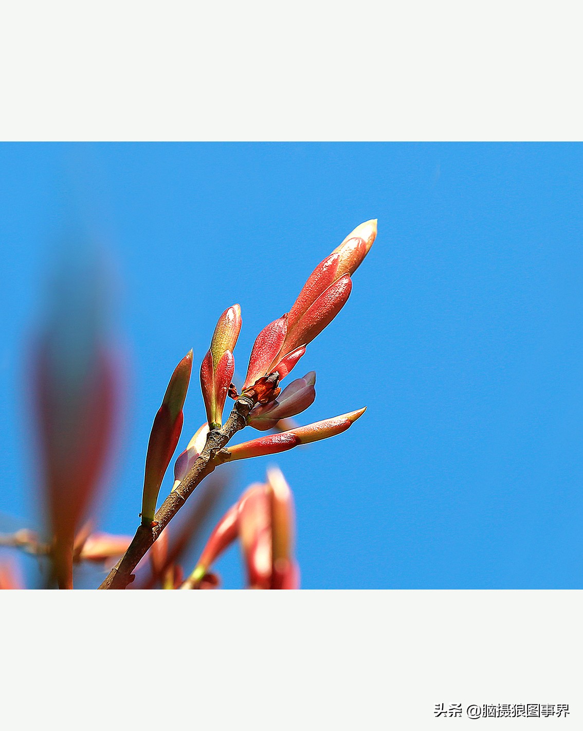 怎么拍摄好看的花和天空,如何拍出好看的天空树叶照