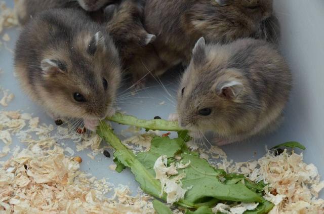 怎么养仓鼠才能把仓鼠活得更久,新手养仓鼠和高手养仓鼠的区别