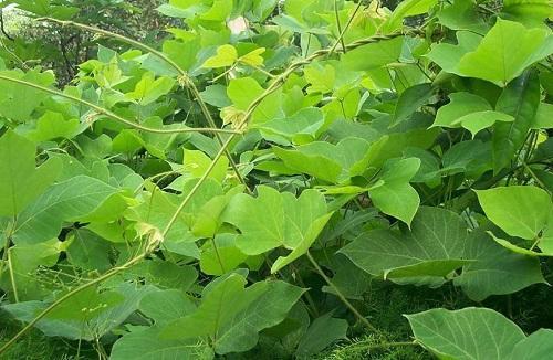 农村山上长的葛根能做药材吗,农村的一种野草根像人参