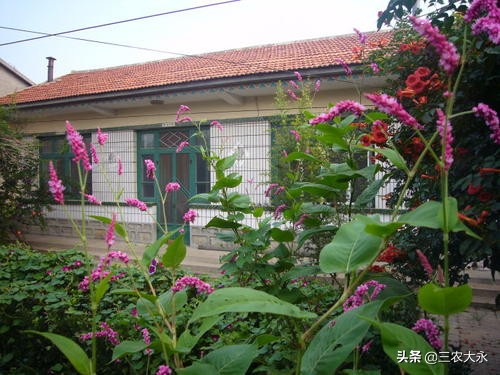 治疗鸡球虫小妙招,治鸡球虫最好的土方法