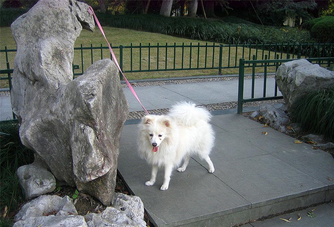 银狐犬应该怎么在家里喂养?在它吃东西的时候,不要打扰它