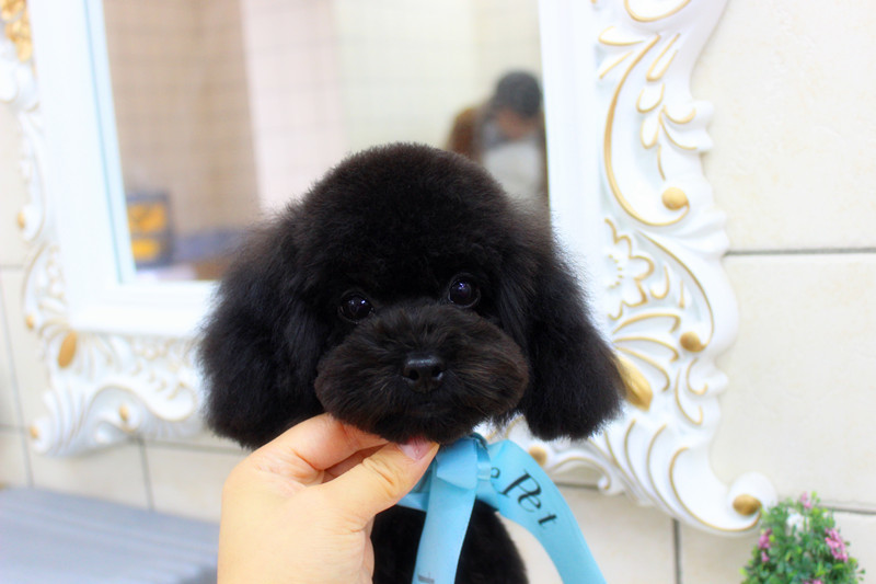 泰迪犬一般多少天洗一次澡,泰迪犬多久洗澡一次