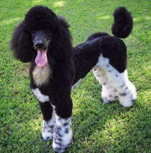 贵宾犬有几个颜色,贵宾犬颜色