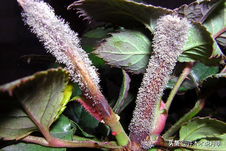 多菌灵可以治疗月季灰霉病吗,月季灰霉病黑斑病黄叶打什么药