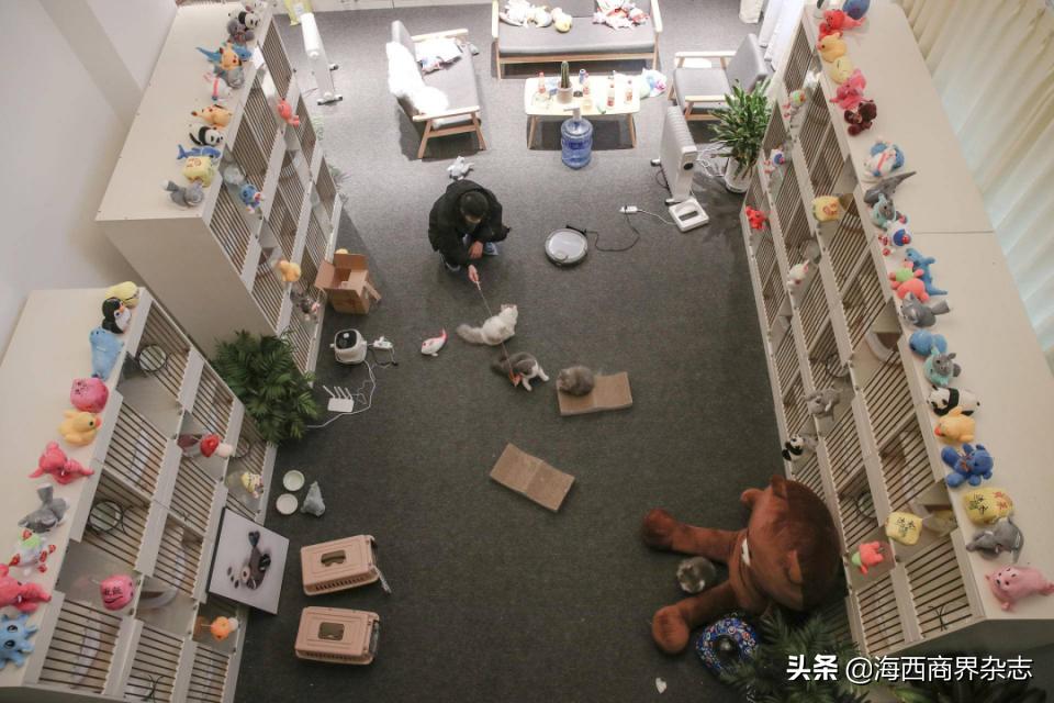 2020年最“吸金”行业：撸猫吸狗，成就千亿消费市场