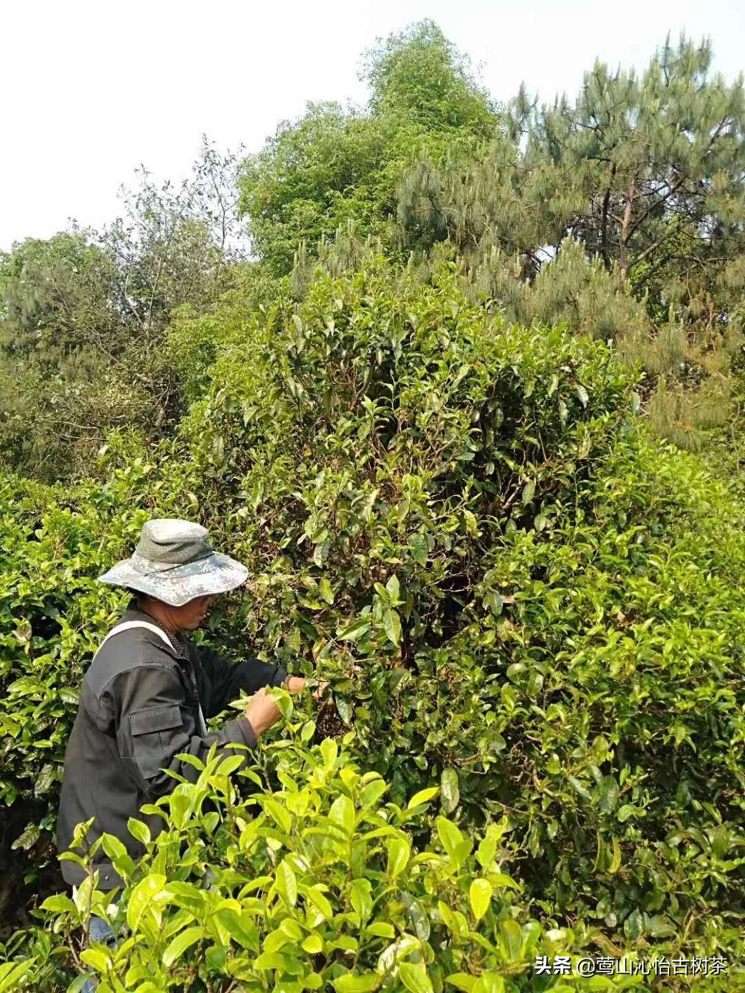 普洱茶生津多久才是好茶,普洱生茶值得细品么