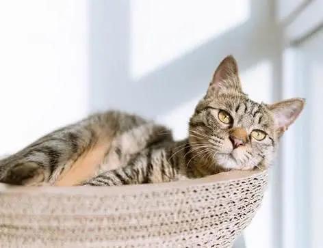 猫癣是猫咪常见的疾病,常见的猫咪皮肤病