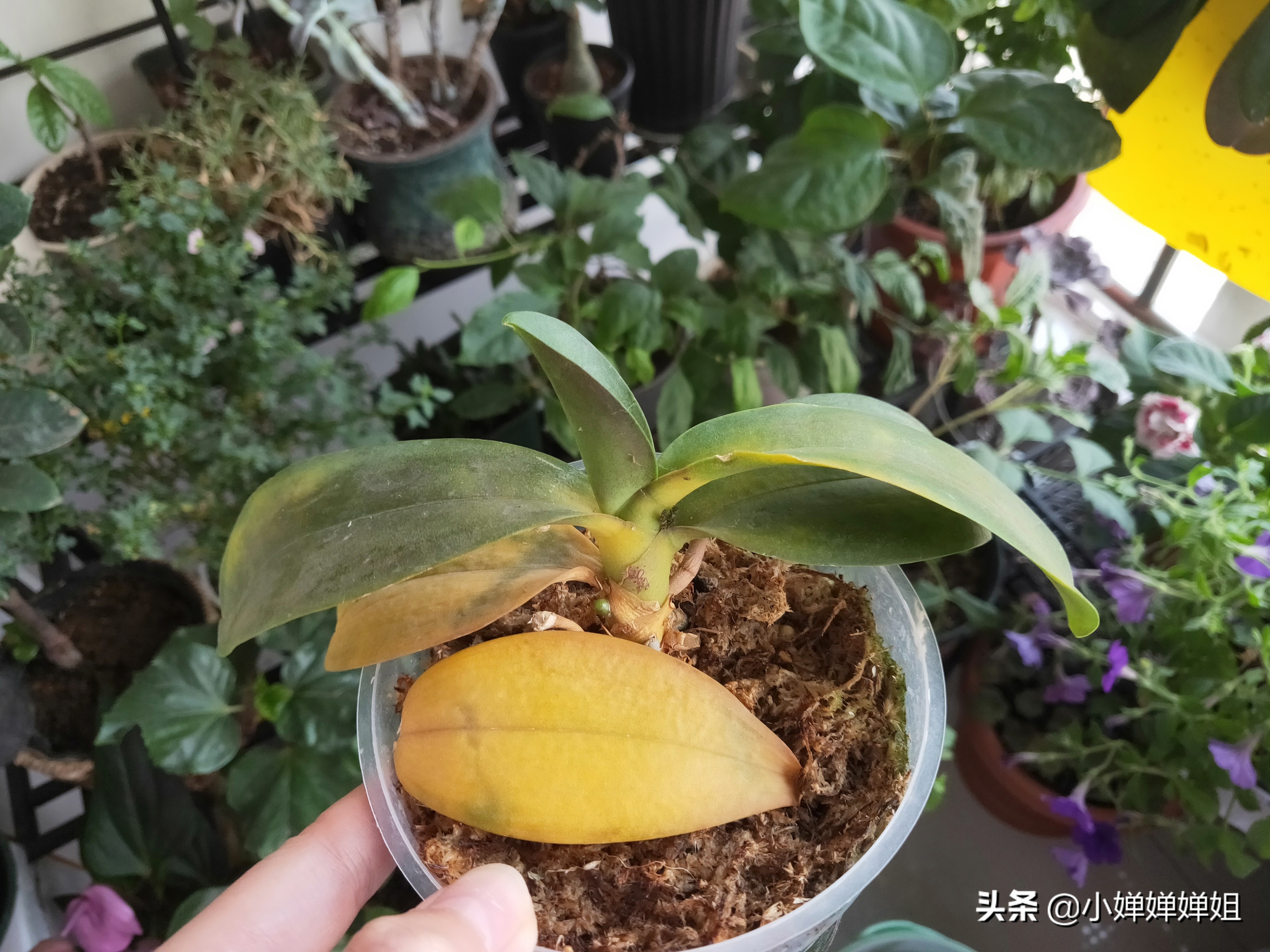 蝴蝶兰叶片变黄是怎么回事,蝴蝶兰开花叶子有褶皱咋回事