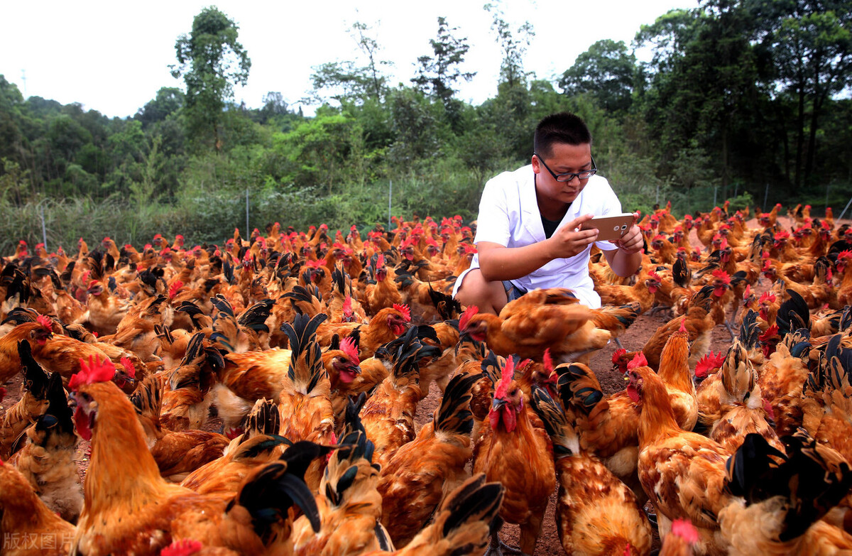 农村有前景的4个赚钱的路子，值得想创业的你选择参考