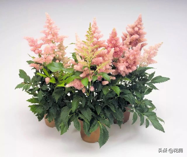 耐阴开花绿植地栽,喜阴好养活的颜色鲜艳的绿植