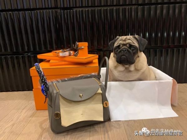 超好看的宠物包,好看又大的宠物包