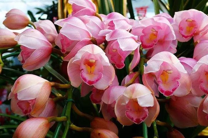 好养的兰花既高贵又漂亮惹人喜欢,哪种兰花最好养四季开花又很香