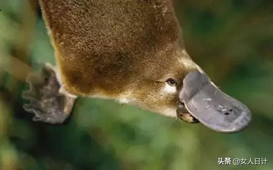 致命的60种动物,这100种动物你都认识吗
