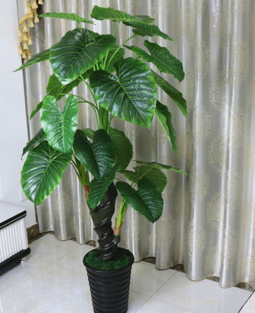 汁液有毒的植物有哪些,盆栽植物汁液有毒