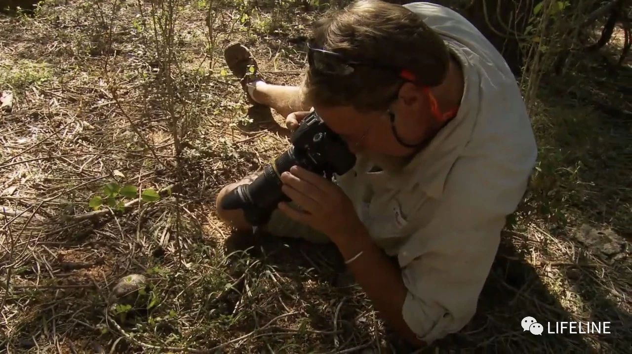 龟中“考拉”，请别让我们的孩子在博物馆见到它们...