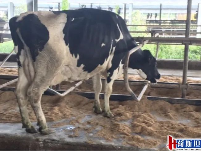 以色列实战经验:热应激管理4大关键点夏季疾病防控