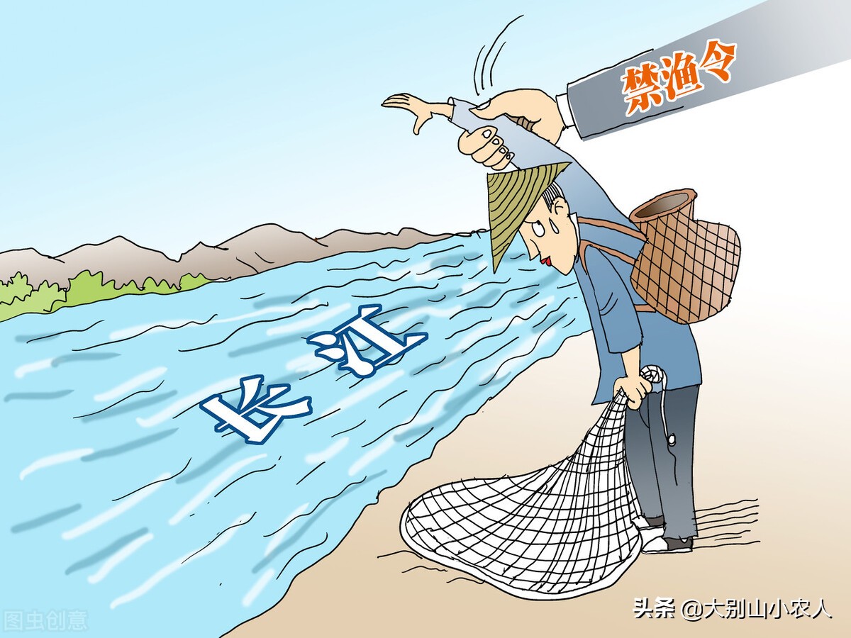 甲鱼枪打甲鱼浮头打什么位置,甲鱼枪打甲鱼全过程